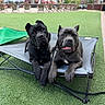 animal, black_dog, canine, close_up, companions, cute, daylight, dog, ears_up, fenced_area, grass, gray_dog, leash, outdoor, park, pet_bed, portrait, relaxed, resting, two_dogs