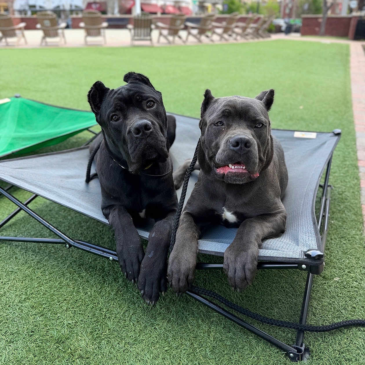 Draxx And Groot is registered to the contest to win money with this photo: animal, black_dog, canine, close_up, companions, cute, daylight, dog, ears_up, fenced_area, grass, gray_dog, leash, outdoor, park, pet_bed, portrait, relaxed, resting, two_dogs