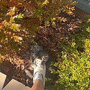 Gizmo joined the competition — help win amazing prizes! cat, foot, shoe, croc, sock, leg, plant, bush, leaves, outdoor, garden, playful, animal, nature, sunlight, shadow, sidewalk, person, paw, grip