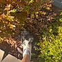 cat, foot, shoe, croc, sock, leg, plant, bush, leaves, outdoor, garden, playful, animal, nature, sunlight, shadow, sidewalk, person, paw, grip