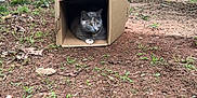 Gizmo is registered to the contest to win money with this photo: cat, cardboard_box, dirt, grass, outdoor, animal, pet, feline, enclosure, wire_mesh, garden_tool, nature, resting, curious, brown, green, daylight, ground, container, box