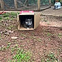 cat, cardboard_box, dirt, grass, outdoor, animal, pet, feline, enclosure, wire_mesh, garden_tool, nature, resting, curious, brown, green, daylight, ground, container, box