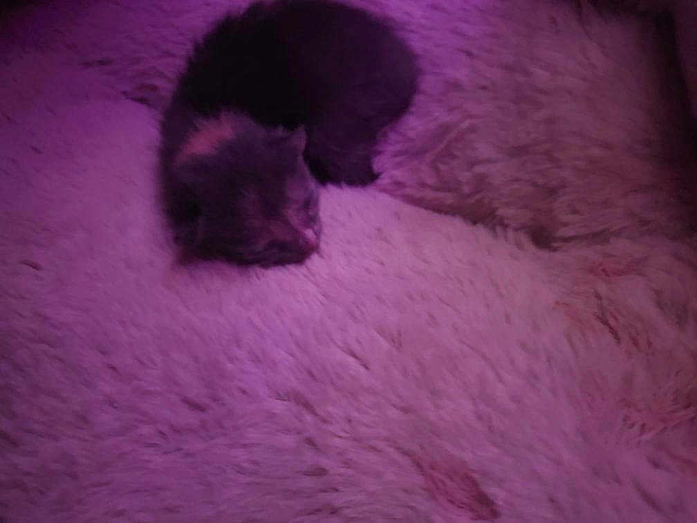Gizmo