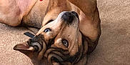 Bell joined the competition — help win amazing prizes! dog, toy, carpet, indoor, pet, playful, canine, brown_dog, fur, ears, paws, eyes, nose, home, floor, curtain, paint_can, animal, looking_up, relaxed