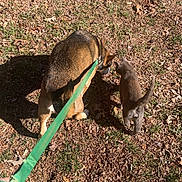 Bell joined the competition — help win amazing prizes! dog, cat, leash, grass, dry_leaves, outdoor, sunlight, pet, animal, walking, nature, curious, brown_dog, gray_cat, shadow, ground, daytime, side_view, companions, pets