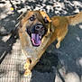Tucker is registered to the contest to win money with this photo: dog, canine, pet, tongue_out, happy, outdoor, sunlight, shadow, pavement, brown_fur, looking_up, animal, friendly, ears, tail, daylight, nature, playful, smiling, closeup