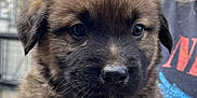 Tucker is registered to the contest to win money with this photo: puppy, dog, close_up, fluffy, brown_fur, black_fur, face, eyes, cute, pet, animal, outdoor, person, hand, shirt, graphic, nature, fence, soft_light, portrait