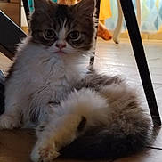 Gluglu a rejoint le concours — aidez-le/la à gagner de superbes lots ! animal, cat, curious, cute, domestic, ears, feline, floor, fluffy, furniture, home, indoor, kitten, pet, resting, sitting, tail, tile, whiskers, young