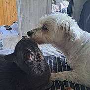 Milou participe au concours pour gagner de l'argent avec cette photo : animal, bed, canine, cat, comfort, companion, cozy, cute, dog, domestic, feline, friendship, fur, gray_cat, home, indoor, nuzzling, pet, resting, white_dog