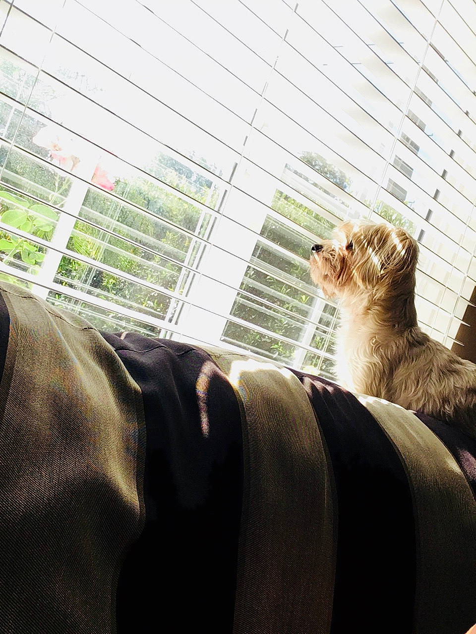 Bailey joined the competition — help win amazing prizes! canidae, carnivore, cat, felidae, fur, horse, plant, small_to_medium_sized_cats, snout, sporting_group, sunlight, tail, tree, whiskers, window