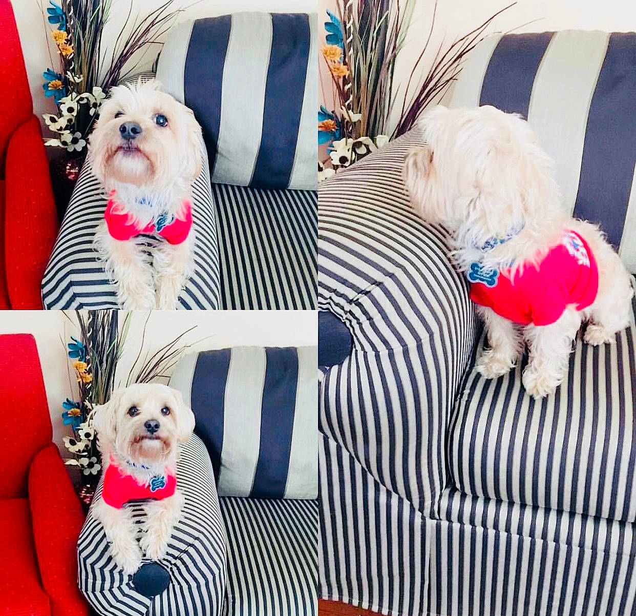 Bailey joined the competition — help win amazing prizes! bichon, canidae, carnivore, companion_dog, cushion, dog, dog_breed, dog_clothes, furniture, home, maltese, morkie, non_sporting_group, pillow, puppy, puppy_love, shih_tzu, textile, toy_dog, west_highland_white_terrier