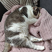 Ruby a rejoint le concours — aidez-le/la à gagner de superbes lots ! cat, sleeping, blanket, pink, soft_texture, cozy, fur, pet, resting, indoor, couch, comfortable, tabby, white, brown, paw, tail, relaxation, animal, cute