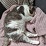 cat, sleeping, blanket, pink, soft_texture, cozy, fur, pet, resting, indoor, couch, comfortable, tabby, white, brown, paw, tail, relaxation, animal, cute