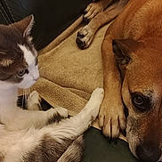 Kaya a rejoint le concours — aidez-le/la à gagner de superbes lots ! cat, dog, pets, animal, feline, canine, blanket, fur, paw, indoor, closeup, resting, cute, companionship, friendship, brown_dog, white_and_gray_cat, leather_sofa, relaxed, curious