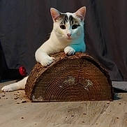 Arsouille participe au concours pour gagner de l'argent avec cette photo : animal, background, cat, closeup, cozy, curious, feline, floor, gray_markings, indoor, log, looking, natural, paws, pet, portrait, relaxed, white_cat, wood, wood_shavings