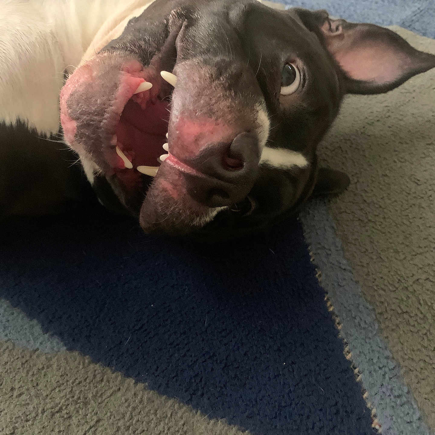 Private is registered to the contest to win money with this photo: animal, black_and_white, canine, carpet, closeup, cute, dog, ears, funny, fur, indoor, lying_down, mouth, nose, pet, playful, relaxed, smiling, teeth, tongue