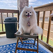 Louis is registered to the contest to win money with this photo: dog, pomeranian, white_fur, tie, chair, porch, wooden_fence, trash_can, blue_rug, outdoor, sunny, smiling, pet, happy, animal, fur, tongue_out, daytime, house, backyard