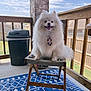 dog, pomeranian, white_fur, tie, chair, porch, wooden_fence, trash_can, blue_rug, outdoor, sunny, smiling, pet, happy, animal, fur, tongue_out, daytime, house, backyard