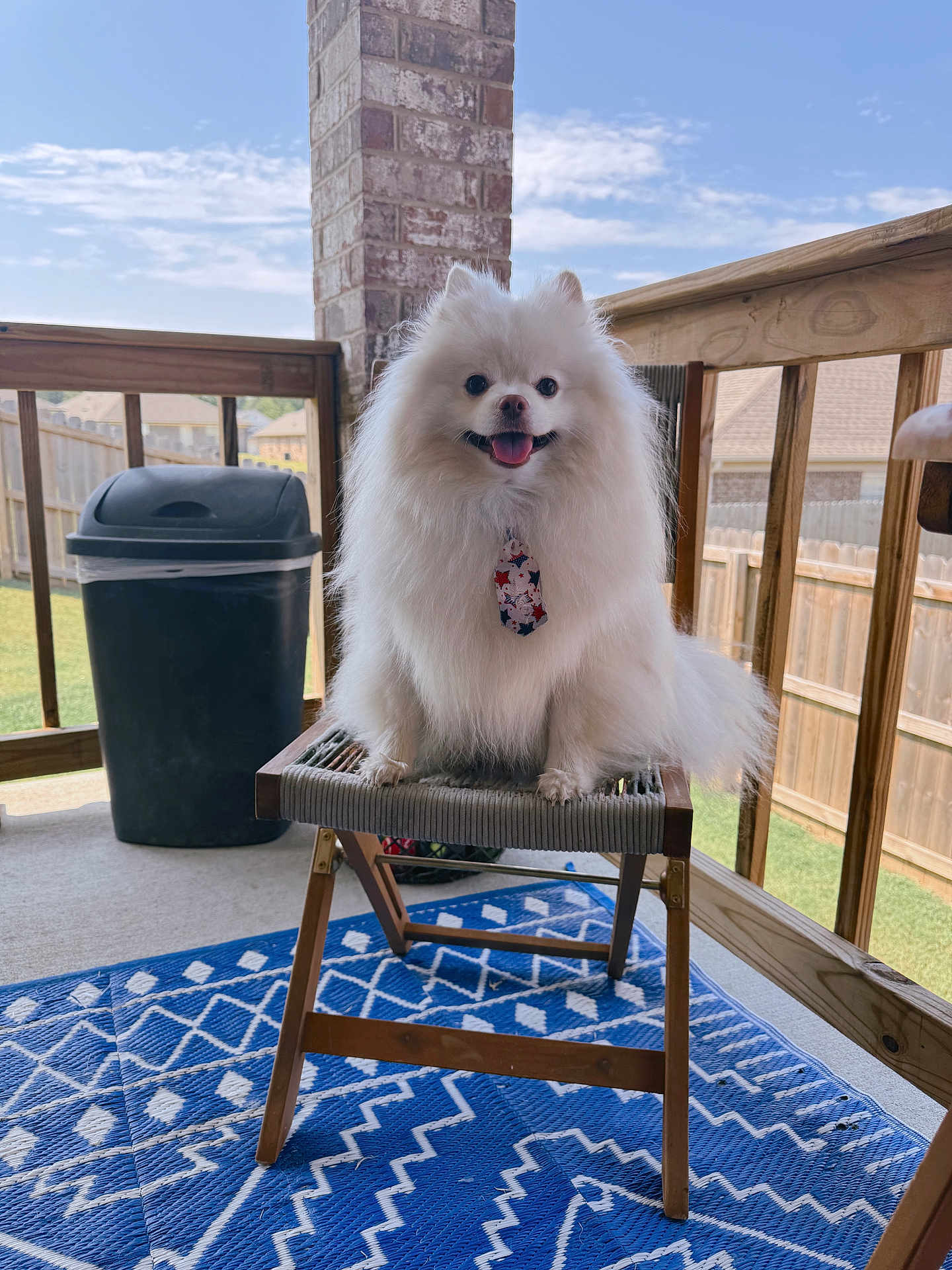 Louis is registered to the contest to win money with this photo: dog, pomeranian, white_fur, tie, chair, porch, wooden_fence, trash_can, blue_rug, outdoor, sunny, smiling, pet, happy, animal, fur, tongue_out, daytime, house, backyard