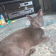 George joined the competition — help win amazing prizes! cat, gray_cat, pet, indoor, rug, carpet, toy, toy_house, electronics, stereo, relaxing, feline, animal, floor, domestic, cozy, home, ears, whiskers, paw