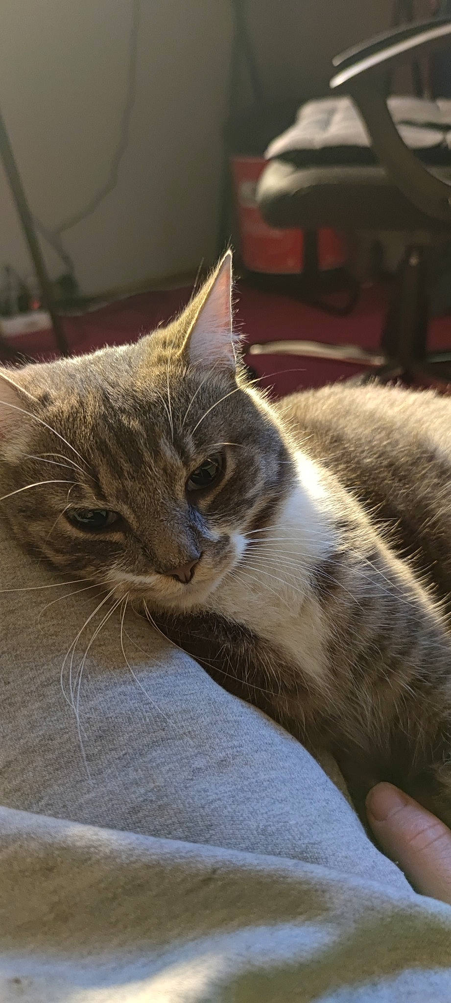 Dipsy a rejoint le concours — aidez-le/la à gagner de superbes lots ! carnivore, cat, claw, comfort, domestic_short_haired_cat, felidae, fur, grey, linens, nap, paw, sleep, small_to_medium_sized_cats, snout, tail, terrestrial_animal, whiskers, wood