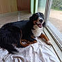 animal, brown_black_white, dog, floor, fur, glass_door, happy, indoor, laying_down, looking_outside, paws, pet, rain, relaxed, smiling, tongue, wet, white_sheet, window, wooden_wall
