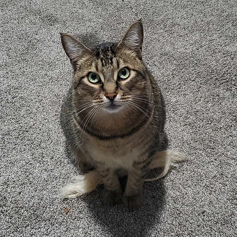 Bento is registered to the contest to win money with this photo: animal, attention, carpet, cat, closeup, cute, domestic_animal, ears, feline, floor, fur, green_eyes, indoor, looking_up, pet, sitting, striped, tabby, tail, whiskers