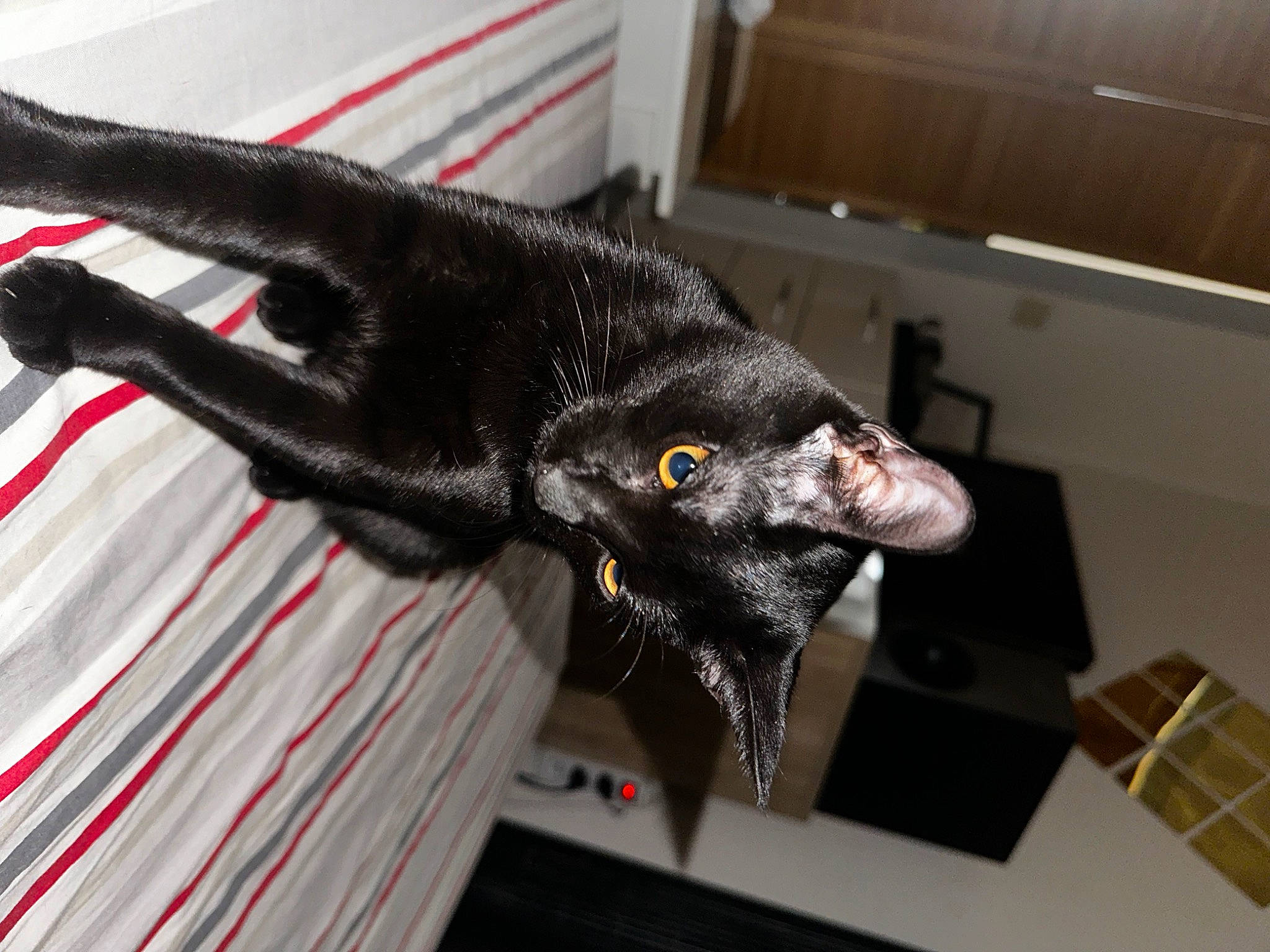 Chabichou a rejoint le concours — aidez-le/la à gagner de superbes lots ! black_cat, carnivore, cat, claw, domestic_short_haired_cat, felidae, flooring, fur, mechanical_puzzle, rubiks_cube, small_to_medium_sized_cats, snout, tail, whiskers