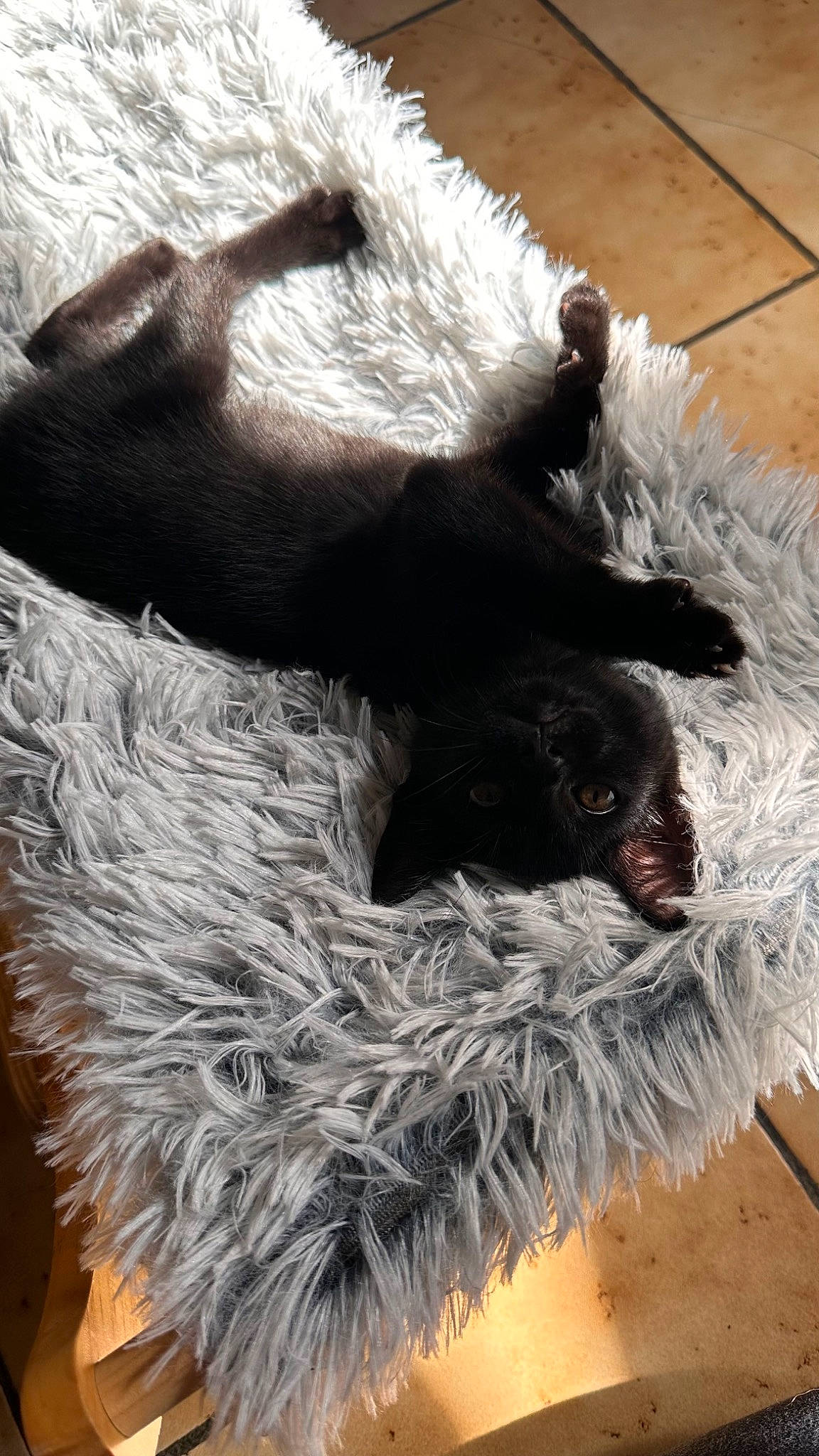 Chabichou a rejoint le concours — aidez-le/la à gagner de superbes lots ! canidae, carnivore, claw, comfort, dog_breed, fur, mustelidae, natural_material, paw, porcupine, snout, sporting_group, tail, terrestrial_animal, whiskers