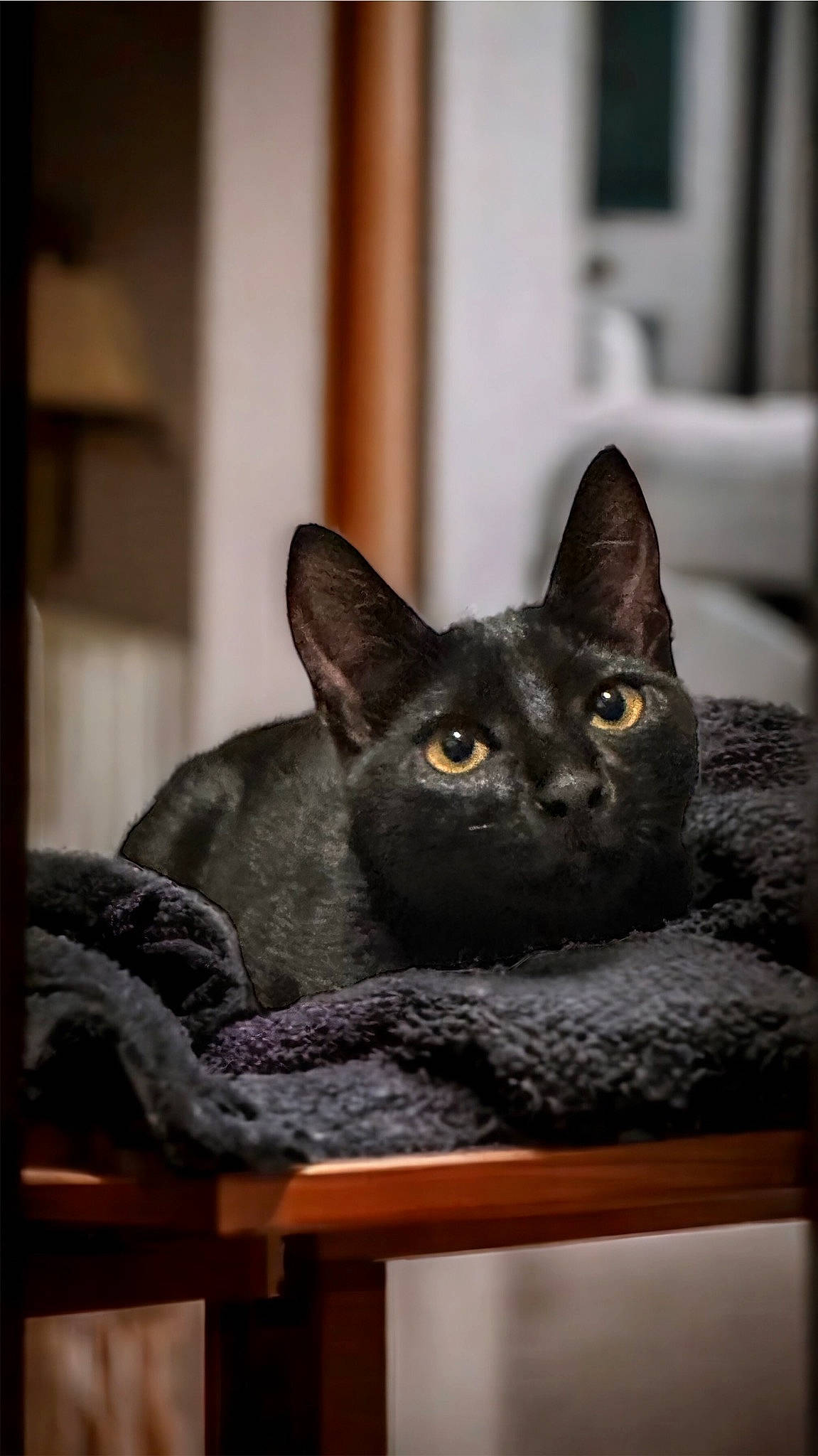 Chabichou participe au concours pour gagner de l'argent avec cette photo : black_cat, bombay, carnivore, cat, domestic_short_haired_cat, felidae, fur, grey, small_to_medium_sized_cats, snout, whiskers, window