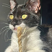 Yuta participe au concours pour gagner de l'argent avec cette photo : animal, black_and_white, cat, close_up, cute, domestic_cat, feline, focus, fur, indoor, paw, pet, playful, portrait, rope, sunlight, texture, tuxedo_cat, whiskers, yellow_eyes