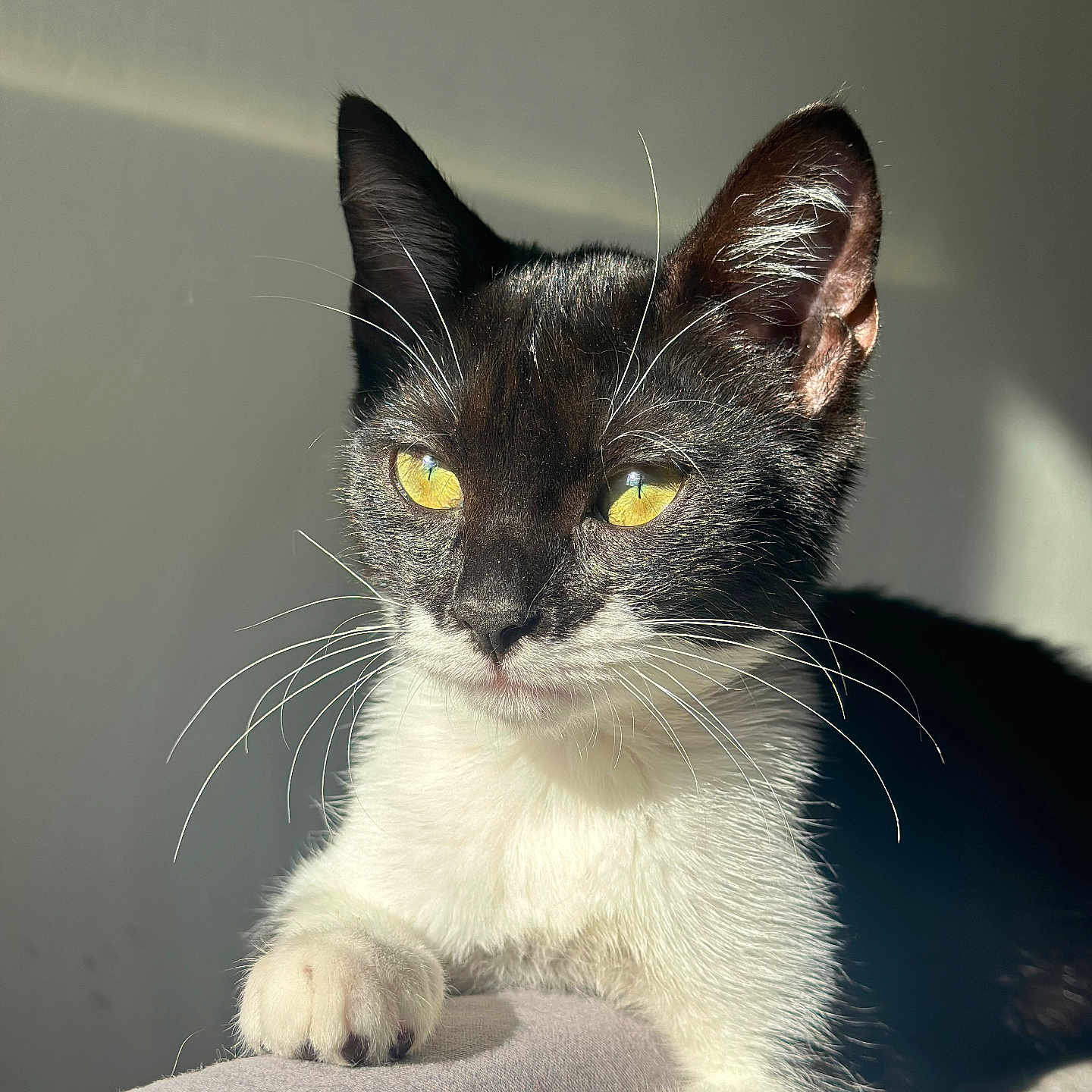 Yuta a rejoint le concours — aidez-le/la à gagner de superbes lots ! alert, animal, black_and_white, cat, close_up, cute, domestic_cat, ears, face, feline, fur, indoor, paw, pet, portrait, resting, soft_surface, sunlight, whiskers, yellow_eyes