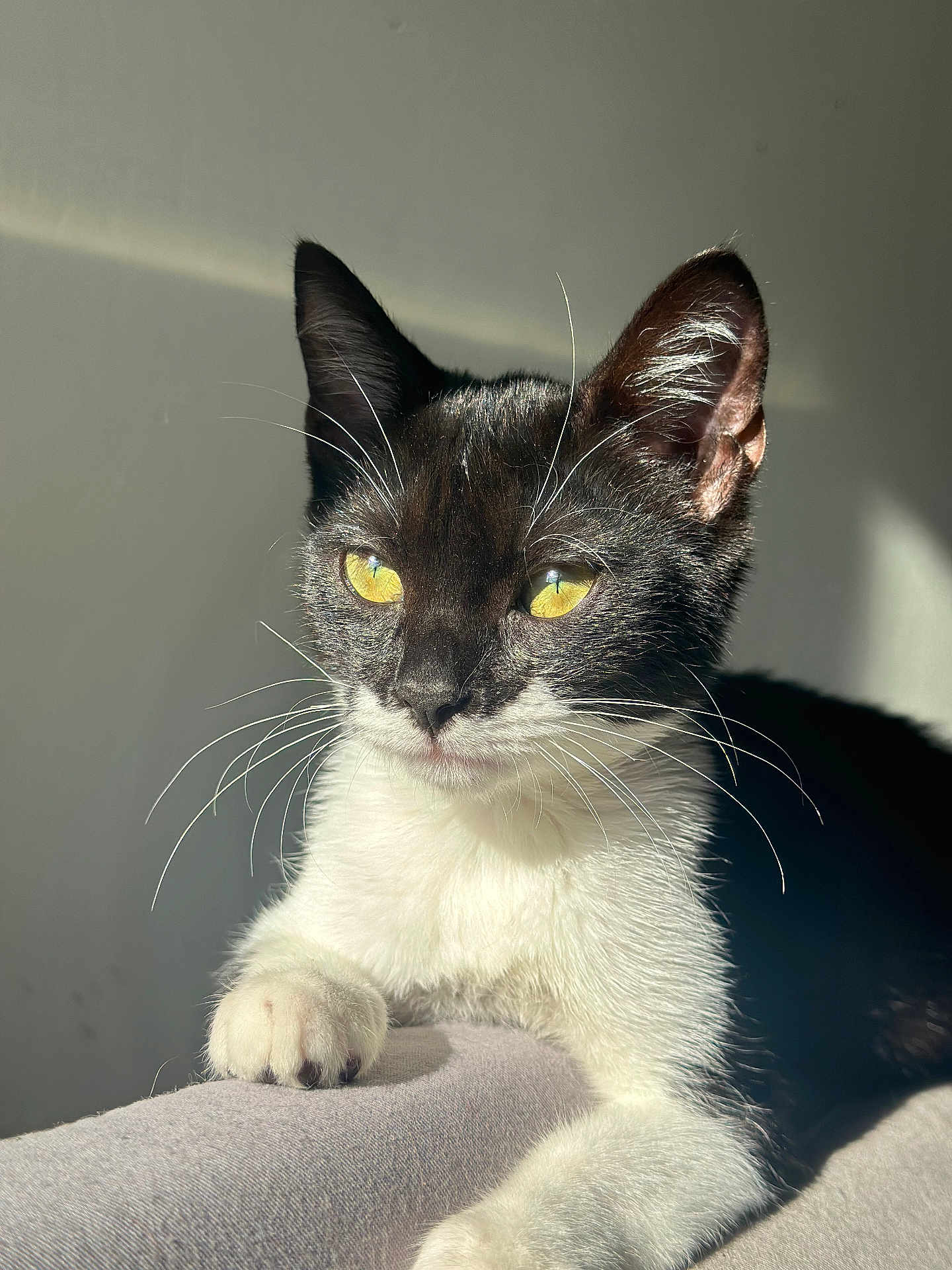Yuta a rejoint le concours — aidez-le/la à gagner de superbes lots ! alert, animal, black_and_white, cat, close_up, cute, domestic_cat, ears, face, feline, fur, indoor, paw, pet, portrait, resting, soft_surface, sunlight, whiskers, yellow_eyes