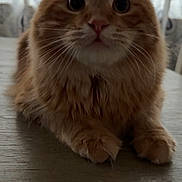 Milo joined the competition — help win amazing prizes! cat, orange_tabby, fluffy, whiskers, ears, table, wooden_surface, indoor, curtains, patterned_curtains, close_up, pet, animal, feline, cute, curious, wide_eyes, front_paws, fur, domestic_cat