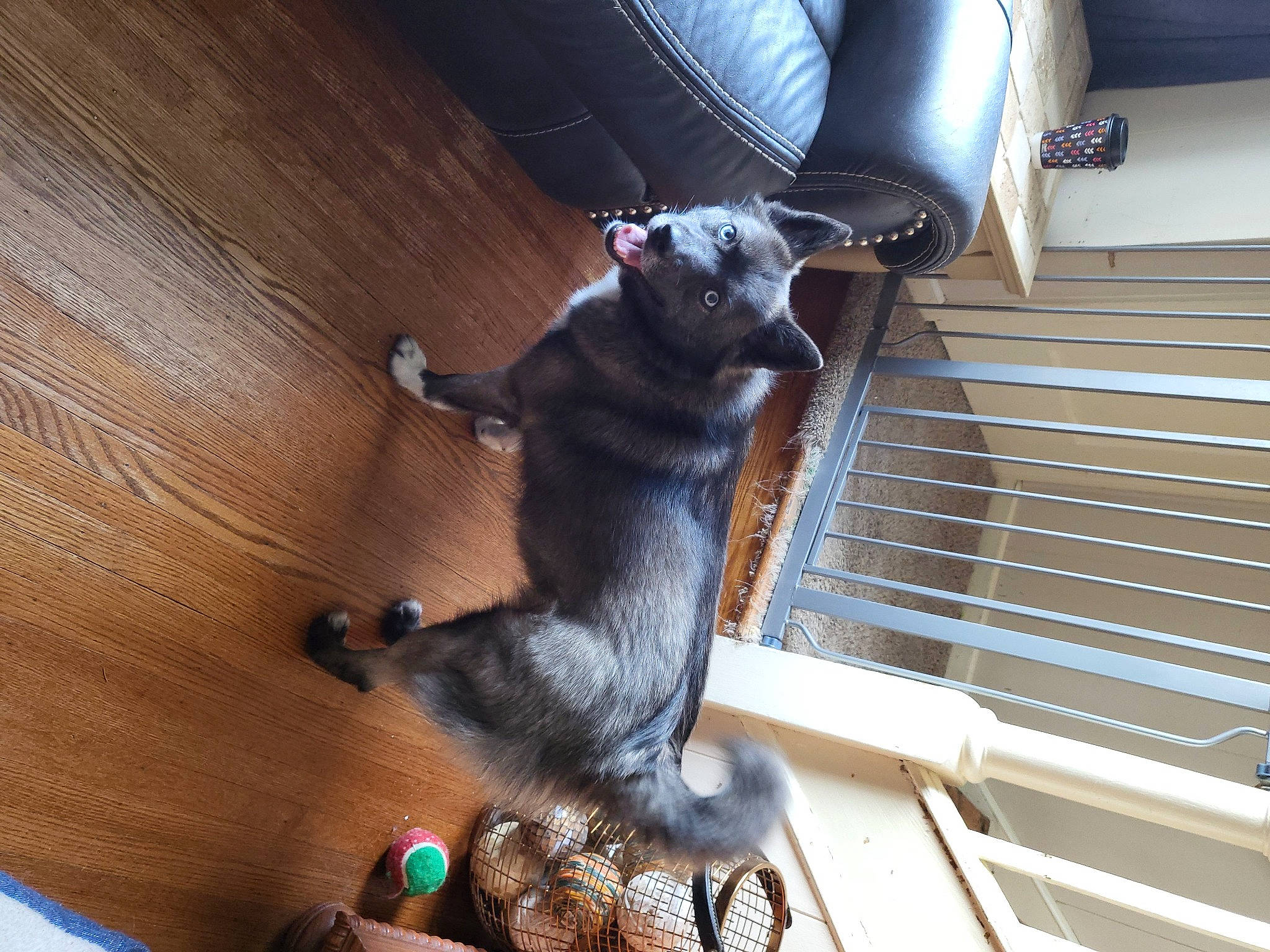 Jewels joined the competition — help win amazing prizes! canidae, carnivore, collar, comfort, companion_dog, dog, dog_breed, fawn, felidae, flooring, fur, hardwood, metal, pet_supply, small_to_medium_sized_cats, snout, sporting_group, tail, wood, working_animal