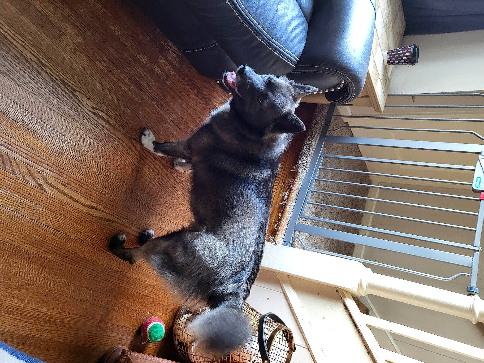 Jewels is registered to the contest to win money with this photo: carnivore, collar, comfort, companion_dog, dog, dog_breed, fawn, felidae, flooring, fur, hardwood, metal, pet_supply, small_to_medium_sized_cats, snout, sporting_group, stairs, tail, wood, working_animal