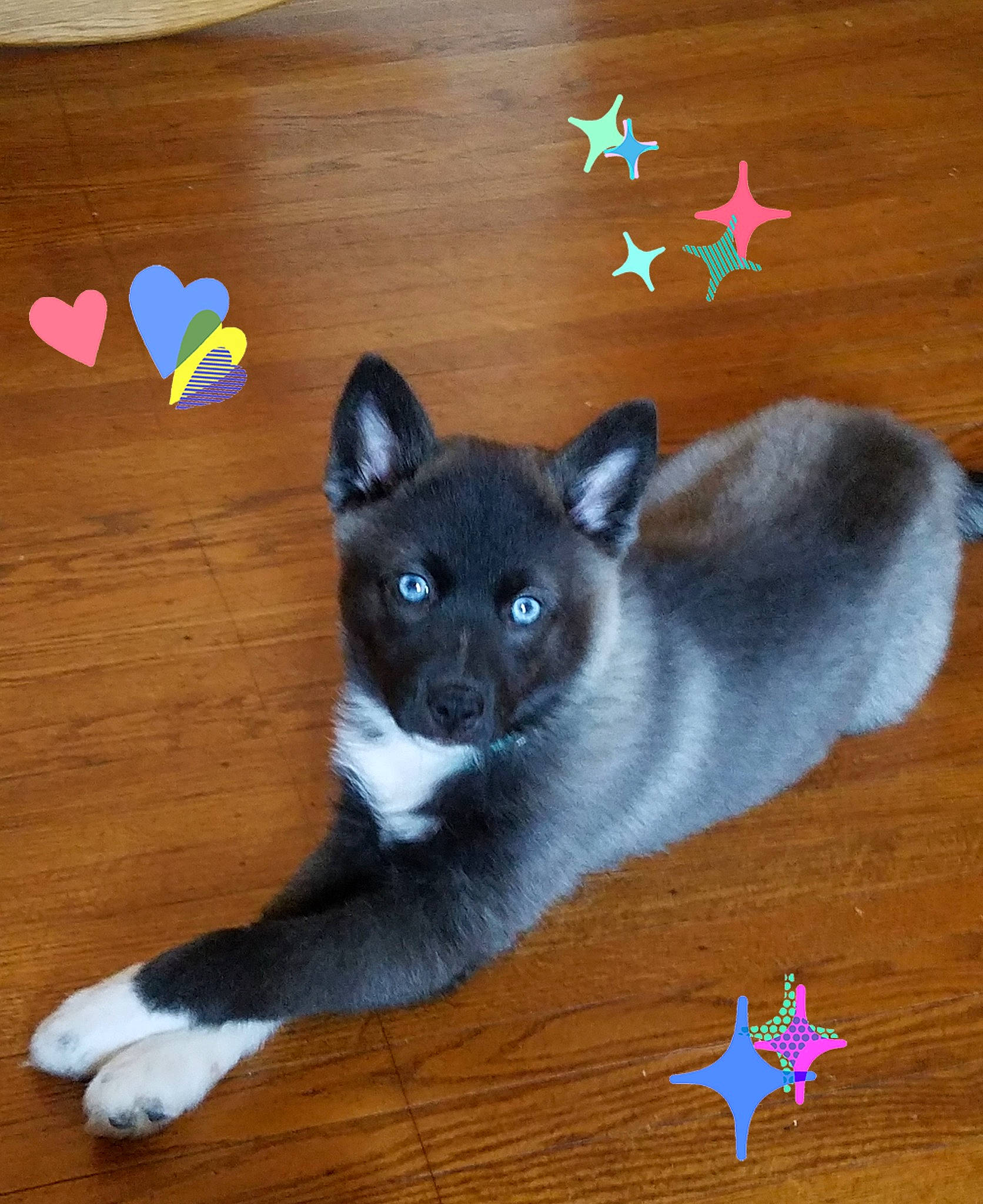 Jewels is registered to the contest to win money with this photo: balinese, carnivore, cat, cat_supply, domestic_short_haired_cat, electric_blue, fawn, felidae, flooring, fur, grey, hardwood, paw, russian_blue, siamese, small_to_medium_sized_cats, snout, tail, whiskers, wood
