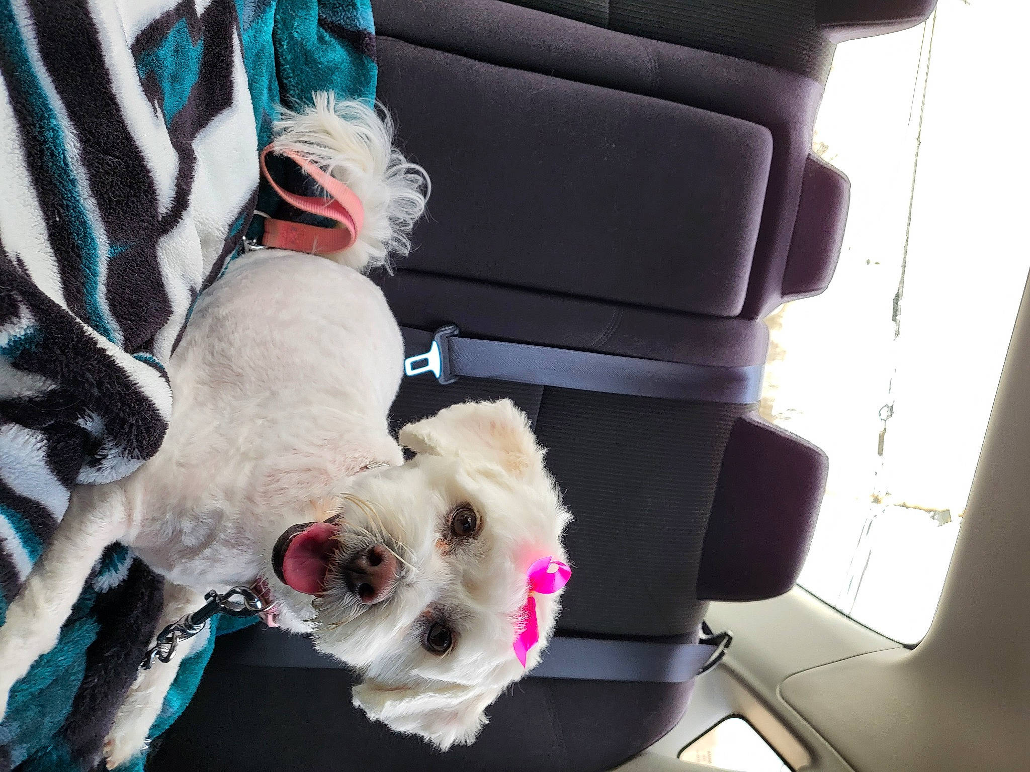 Diamond is registered to the contest to win money with this photo: car, car_seat, car_seat_cover, carnivore, collar, companion_dog, dalmatian, dog, dog_breed, dog_clothes, dog_collar, dog_supply, eyewear, fawn, goggles, head_restraint, seat_belt, snout, vehicle, vehicle_door