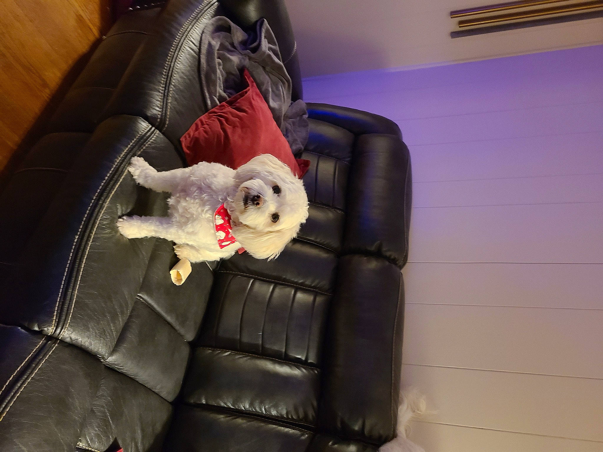 Diamond joined the competition — help win amazing prizes! baby_toys, bag, baggage, carmine, chair, comfort, couch, felidae, fictional_character, flooring, fur, musical_instrument, picture_frame, plush, room, shoe, stuffed_toy, toy, whiskers, wood