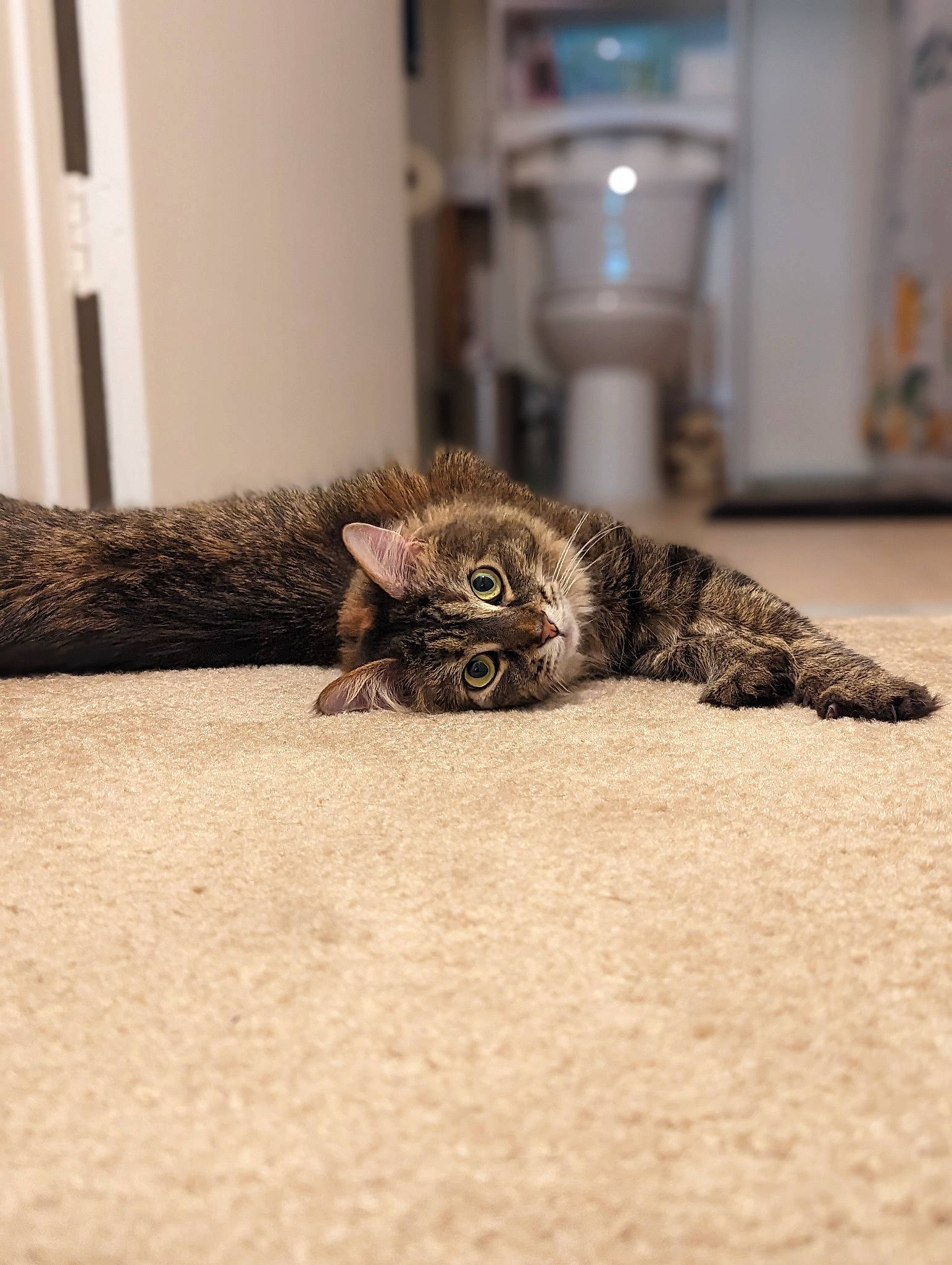 Ember joined the competition — help win amazing prizes! carnivore, cat, claw, comfort, domestic_short_haired_cat, fawn, felidae, floor, flooring, fur, grey, hardwood, room, small_to_medium_sized_cats, snout, tail, terrestrial_animal, whiskers, wildlife, wood