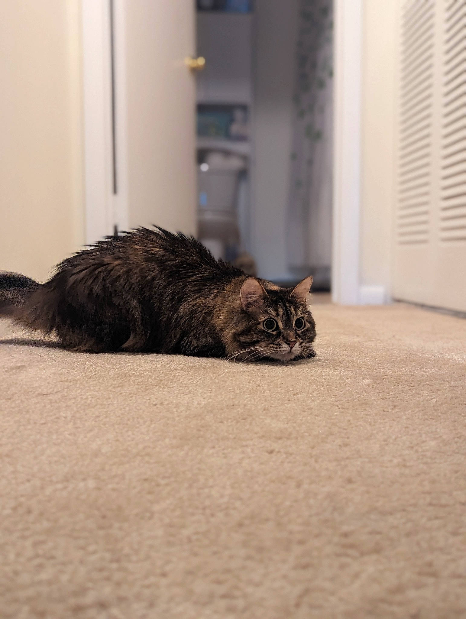 Ember is registered to the contest to win money with this photo: carnivore, cat, claw, comfort, domestic_short_haired_cat, door, felidae, floor, flooring, fur, grey, mammal, sand, small_to_medium_sized_cats, snout, tail, terrestrial_animal, whiskers, window, wood