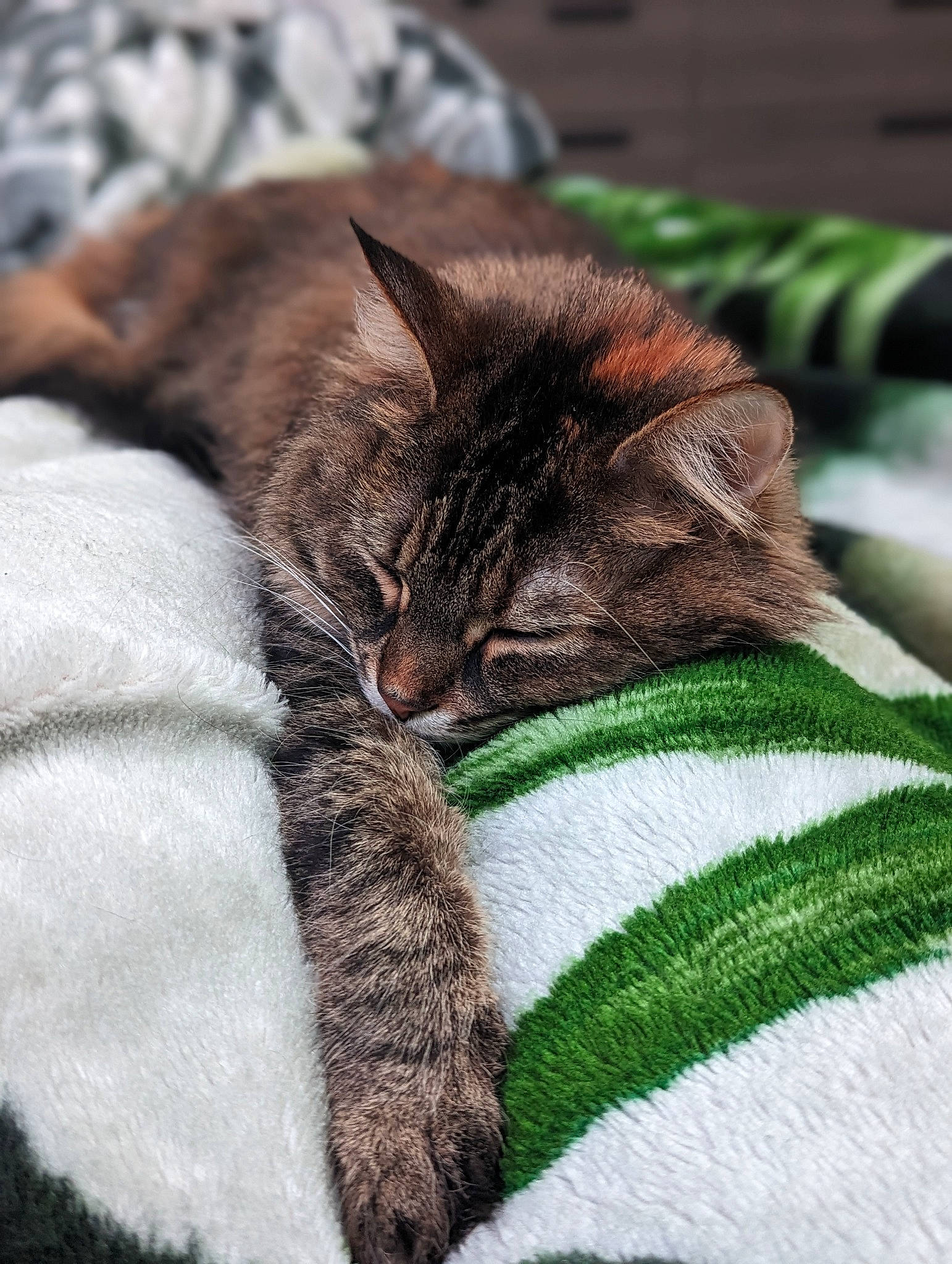 Ember joined the competition — help win amazing prizes! bombay, brown, carnivore, cat, claw, comfort, domestic_short_haired_cat, felidae, fur, grass, linens, nap, pattern, plant, small_to_medium_sized_cats, snout, tail, terrestrial_animal, tree, whiskers