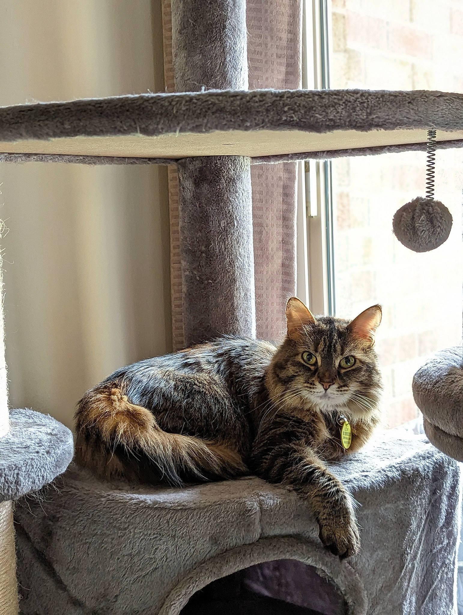 Ember is registered to the contest to win money with this photo: carnivore, cat, cat_supply, comfort, domestic_short_haired_cat, felidae, flooring, fur, grey, hardwood, interior_design, room, small_to_medium_sized_cats, tail, terrestrial_animal, whiskers, window, window_covering, window_treatment, wood