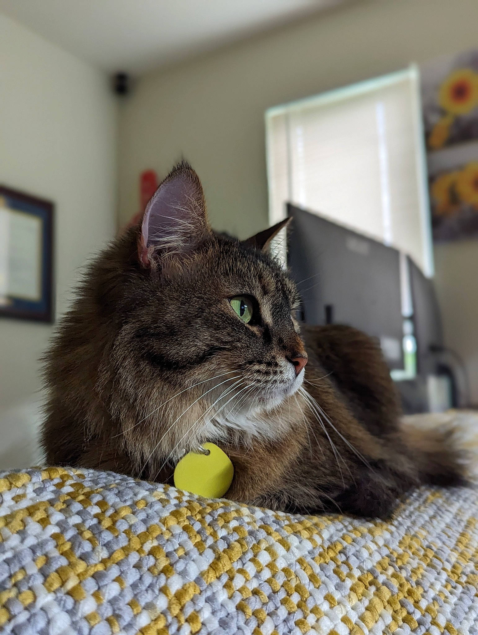 Ember is registered to the contest to win money with this photo: box, carnivore, cat, claw, comfort, domestic_short_haired_cat, felidae, flooring, fur, grey, linens, pattern, paw, picture_frame, sitting, small_to_medium_sized_cats, snout, tail, whiskers, window