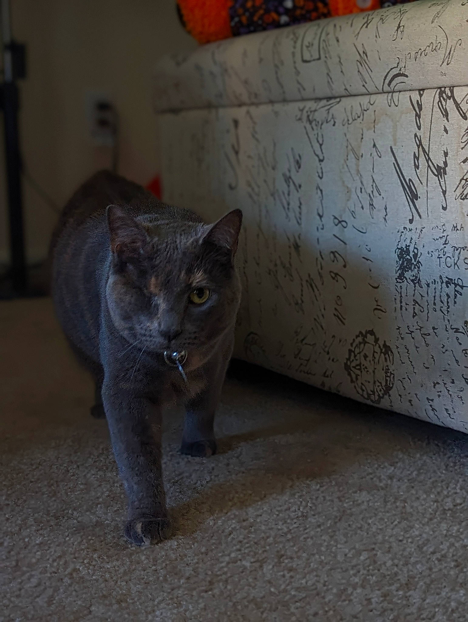 Hallow is registered to the contest to win money with this photo: art, carnivore, cat, cat_supply, chartreux, domestic_short_haired_cat, felidae, flooring, font, fur, grey, handwriting, paw, russian_blue, small_to_medium_sized_cats, tail, terrestrial_animal, whiskers, wood