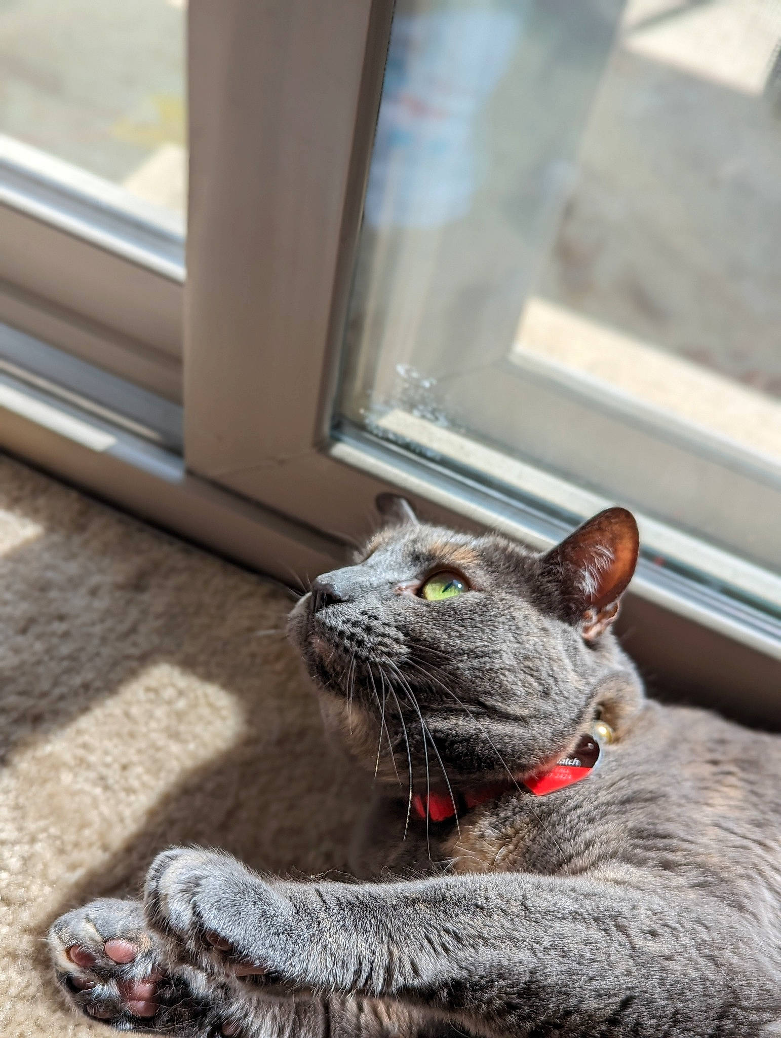 Hallow joined the competition — help win amazing prizes! carnivore, cat, claw, comfort, domestic_short_haired_cat, felidae, flooring, foot, fur, grey, mammal, paw, russian_blue, small_to_medium_sized_cats, snout, tail, terrestrial_animal, whiskers, window, wood