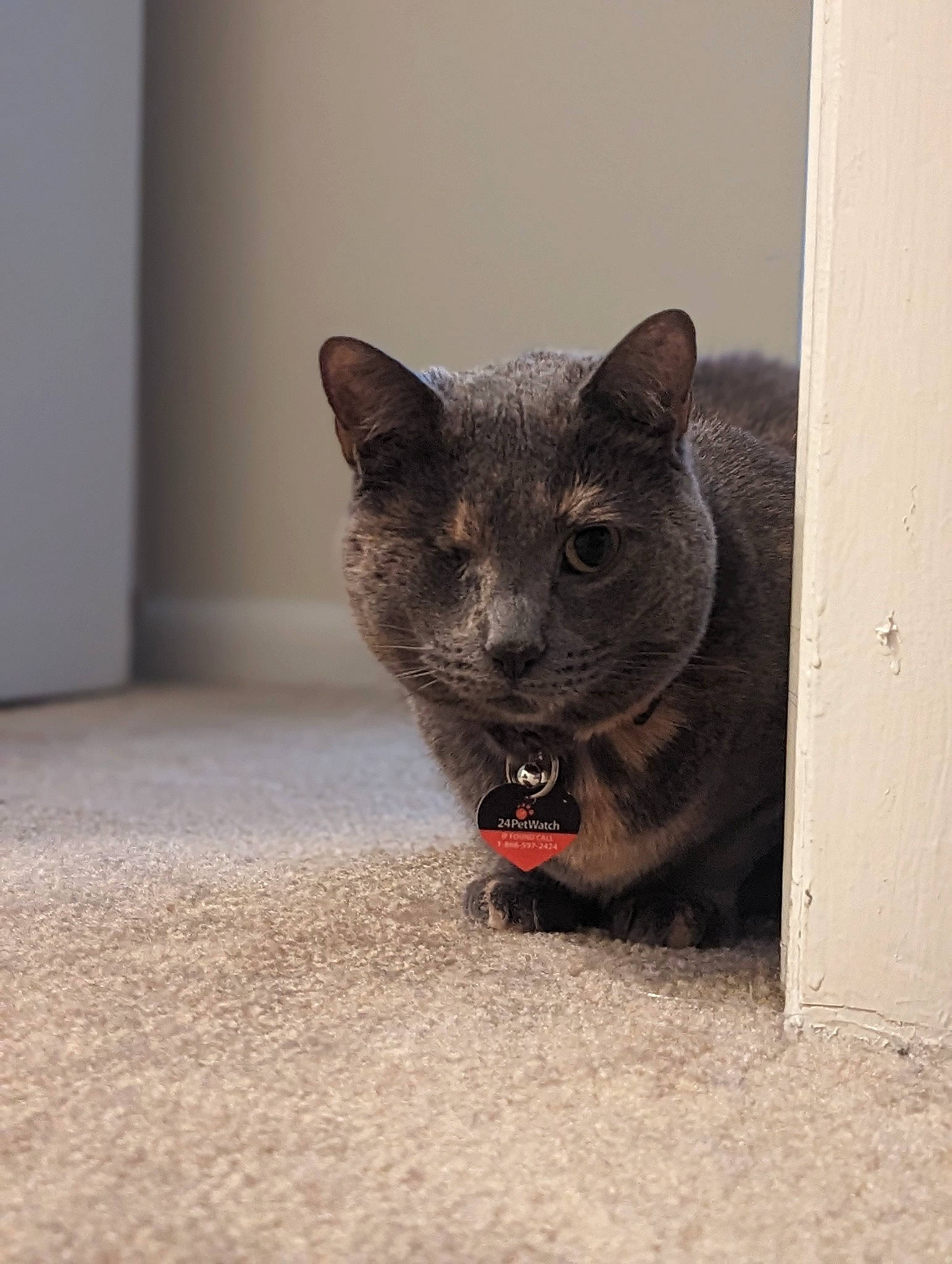 Hallow is registered to the contest to win money with this photo: balance, black_cat, carnivore, cat, cat_supply, cat_toy, domestic_short_haired_cat, felidae, flooring, fur, grey, paw, russian_blue, small_to_medium_sized_cats, tail, terrestrial_animal, whiskers, window