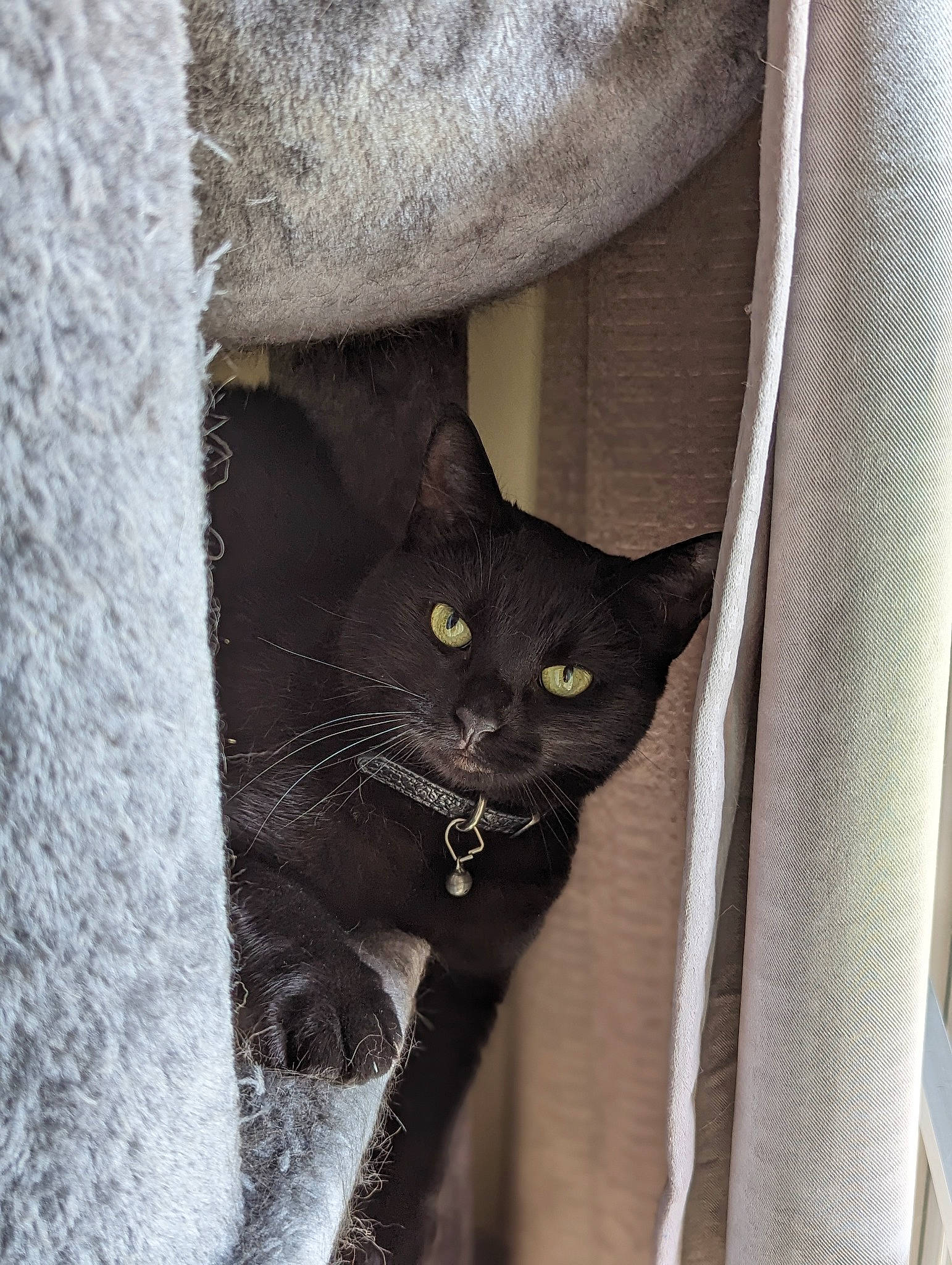 Bubbie joined the competition — help win amazing prizes! black_cat, carnivore, cat, comfort, domestic_short_haired_cat, electric_blue, eye, felidae, fur, grey, small_to_medium_sized_cats, snout, tail, terrestrial_animal, whiskers