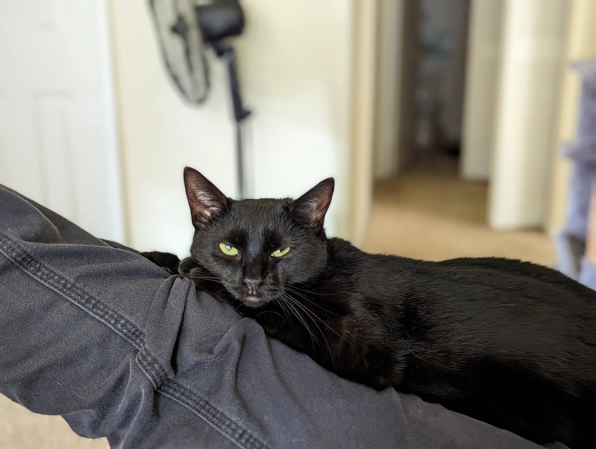 Bubbie joined the competition — help win amazing prizes! black_cat, bombay, carnivore, cat, comfort, domestic_short_haired_cat, door, felidae, fur, grey, havana_brown, sitting, small_to_medium_sized_cats, snout, tail, terrestrial_animal, whiskers