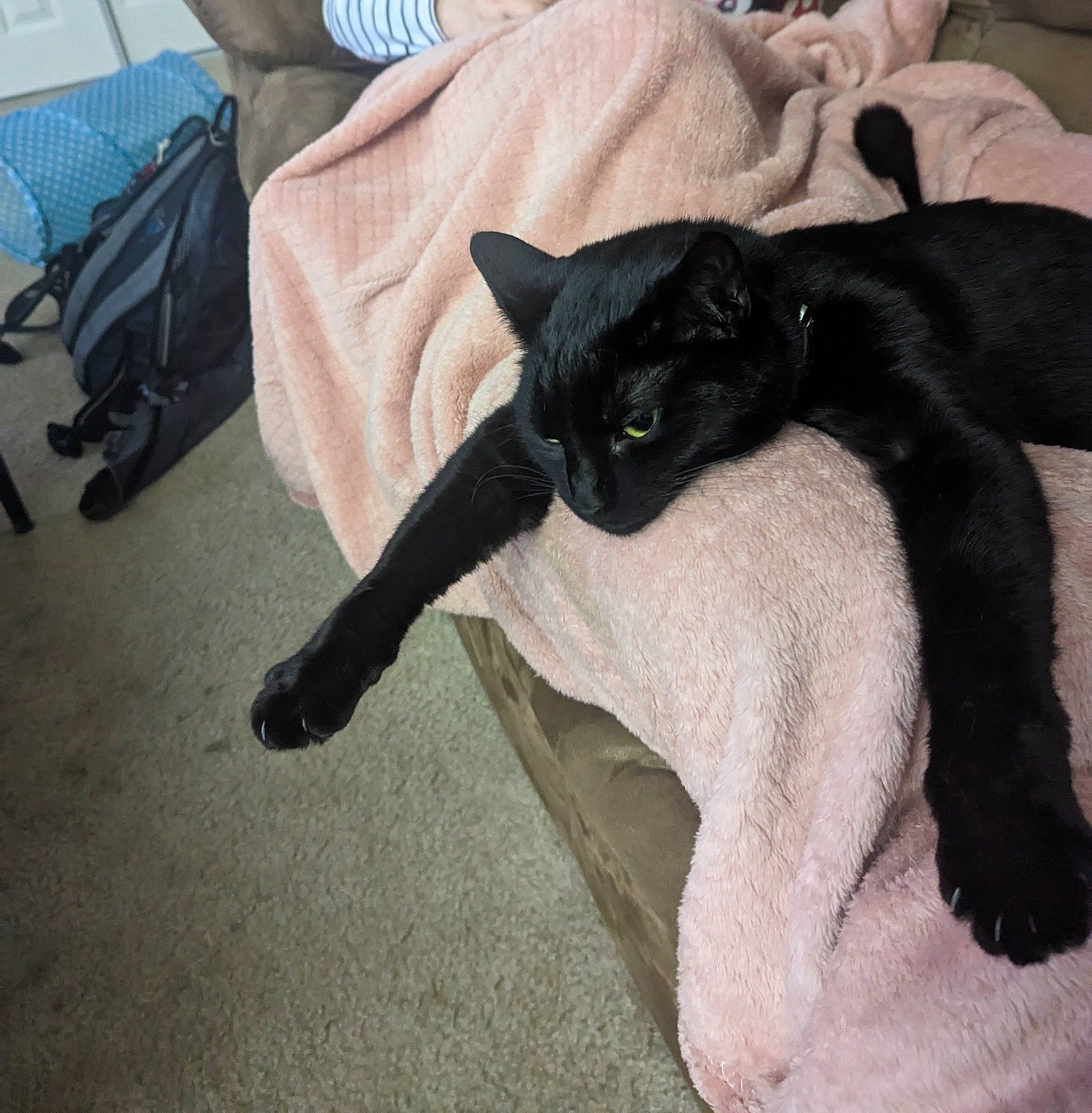 Bubbie is registered to the contest to win money with this photo: black_cat, bombay, canidae, carnivore, cat, claw, comfort, dog_breed, domestic_short_haired_cat, felidae, fur, human_leg, linens, mammal, paw, small_to_medium_sized_cats, tail, terrestrial_animal, tree, whiskers